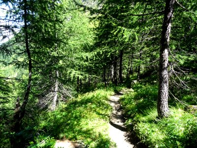 Le sentier qui descend dans le vallon de Narreyroux 