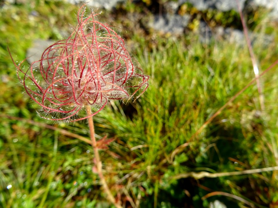 Fructifications de benoîte rampante, Geum reptans, Rosacée… 