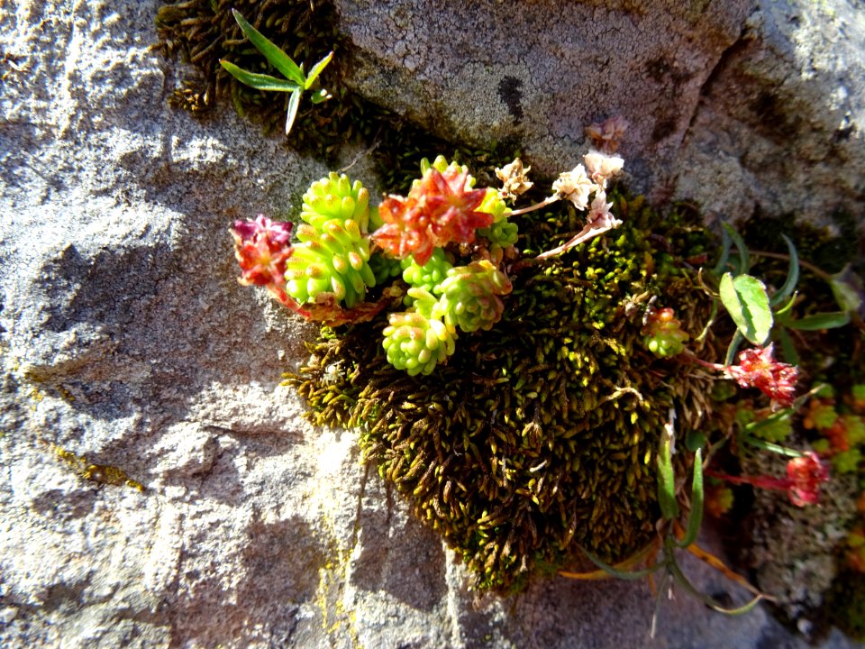 L'Orpin âcre ou Poivre des murailles, Sedum acre, Crassula… 