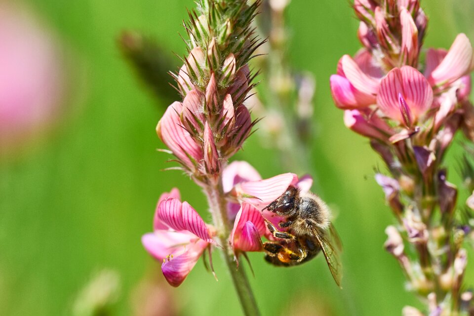 Summer insect blossom