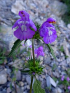 Chanvre sauvage, Galeopsis ladanum, Lamiacées 