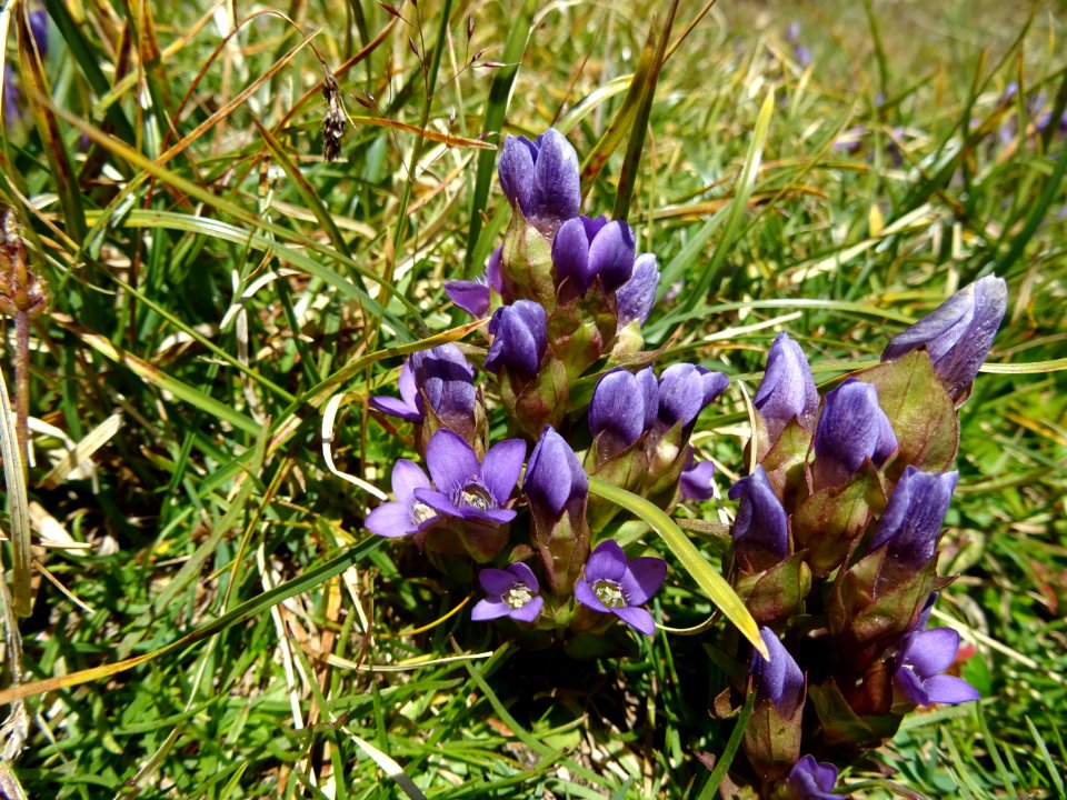 Gentiane champêtre, Gentiana campestris, Gentianacées 