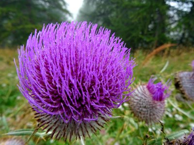 Cirse laineux, Cirsium eriophorum, Astéracées 