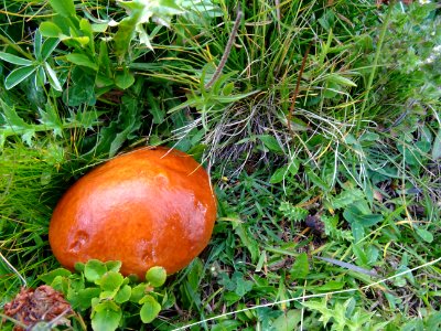 Champignon 