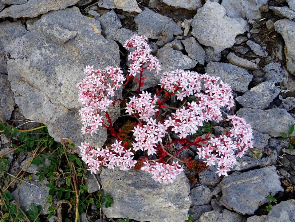Orpin blanc, Sedum album, Crassulacées 
