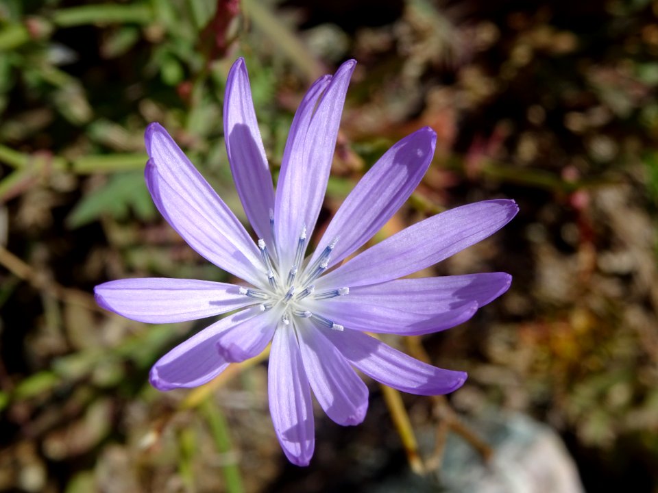 Chicorée sauvage, Cichorium intybus, Astéracées 