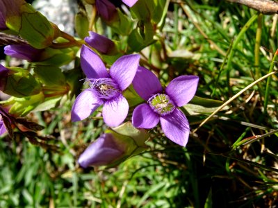 Gentiane champêtre, Gentianella campestris, Gentianacées 