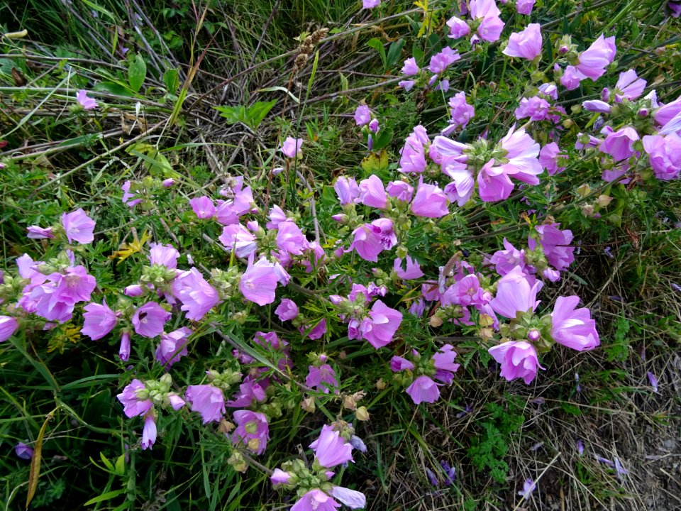 Mauve alcée, Malva alcea, Malvacées 