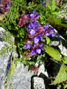 Scutellaire des Alpes, Scutellaria alpina, Lamiacées 