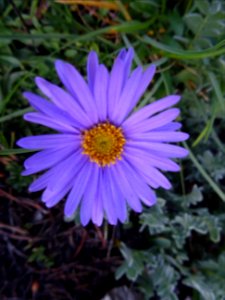 Aster des Alpes, Aster alpinus, Astéracées 
