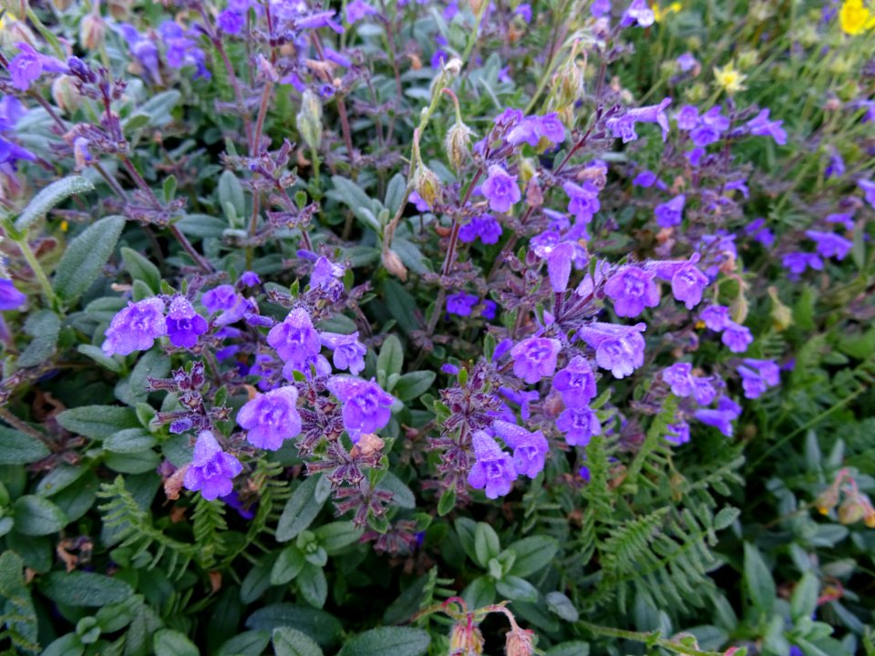 Calament des Alpes, Clinopodium alpinum = Acinos alpinus, … 