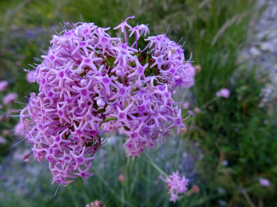 Centranthe à feuilles étroites, Centranthus angustifolius,… 