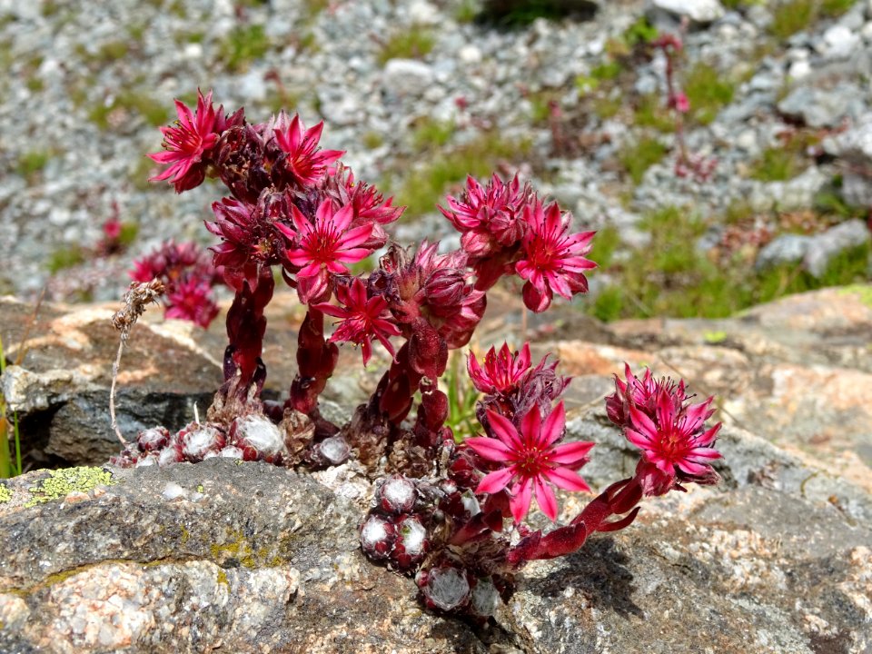Joubarbe à toile d'araignée, Sempervivum arachnoideum, Cra… 