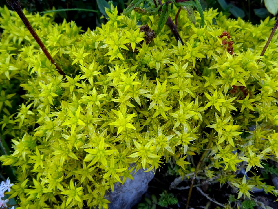Orpin âcre, Sedum acre, Crassulacées 
