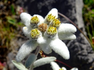 Edelweiss, Leontopodium alpinum, Astéracées 