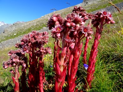 Joubarbe des toits, Sempervivum tectorum subsp. tectorum, … 