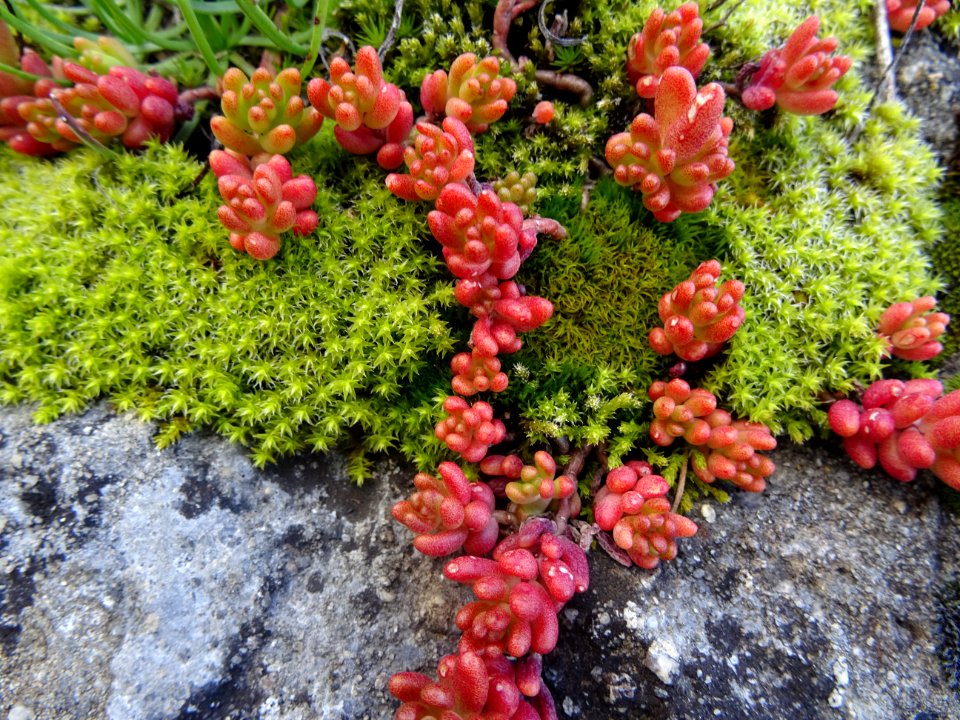 Orpin noirâtre ou Sédum noirâtre, Sedum atratum, Crassulac… 