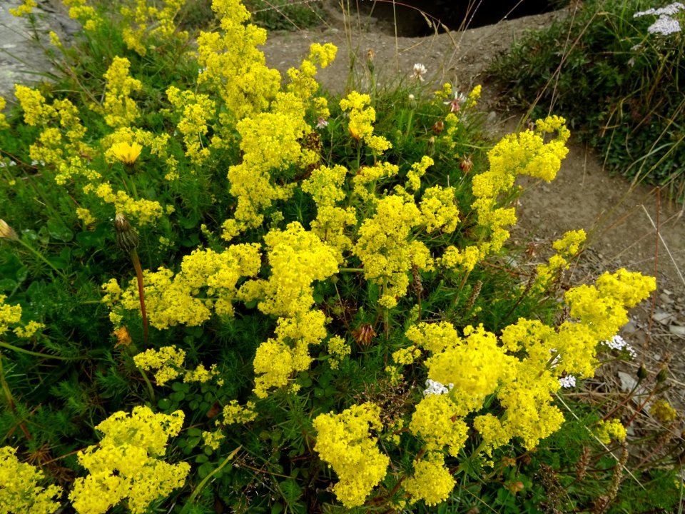 Hugueninie à feuilles de tanaisie, Hugueninia tanacetifoli… 