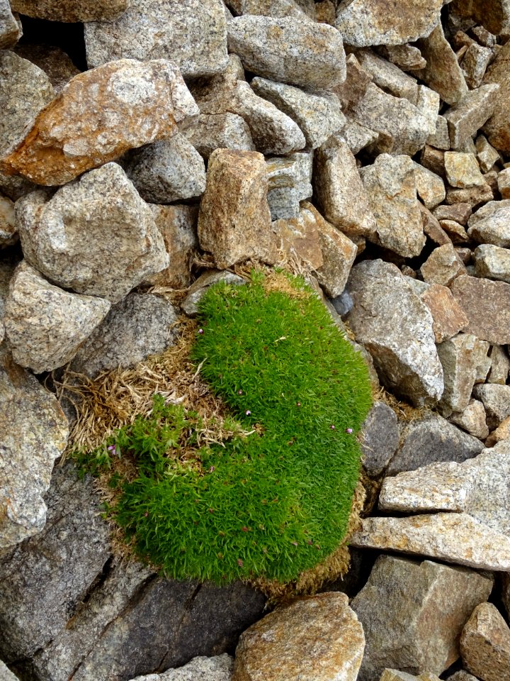Composition végétale et minérale 