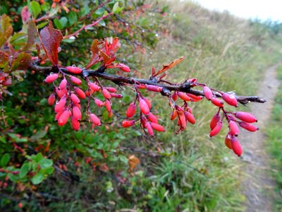 Épine-vinette ou Berbéris vulgaire, Berberis vulgaris, Ber… 