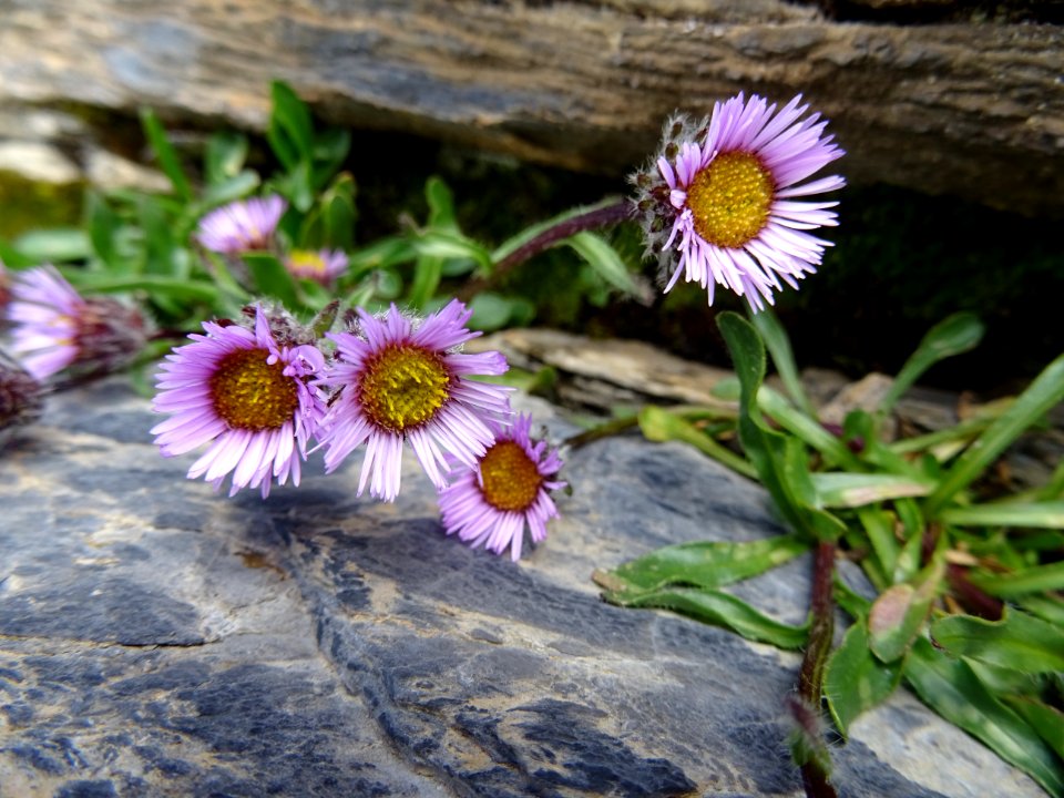 Vergerette alpine, Erigeron alpinus, Astéracées 