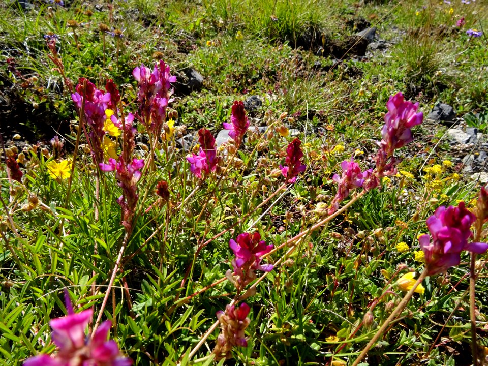 Sainfoin des Alpes, Onobrychis viciifolia subsp. montana, … 