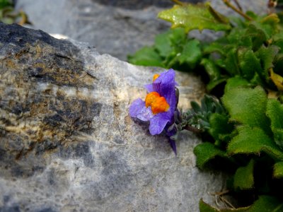 Linaire des Alpes, Linaria alpina, Plantaginacées 