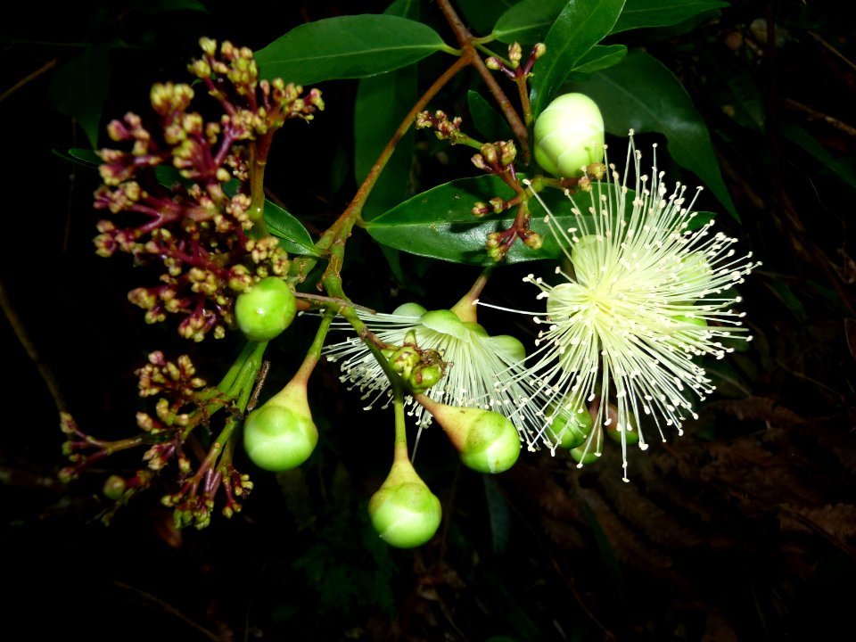 Jamrosa, Syzygium jambos, Myrtacées 