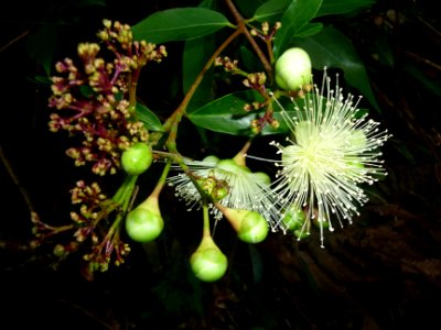 Jamrosa, Syzygium jambos, Myrtacées 