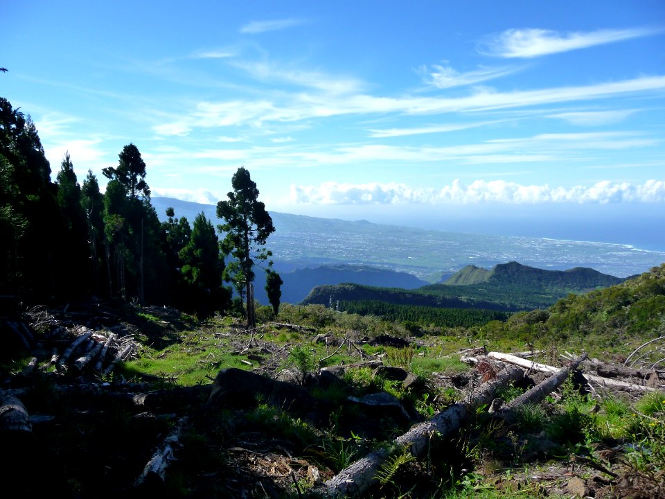 Zone de coupe à blanc, en montant au Piton du Petit Mapou,… 