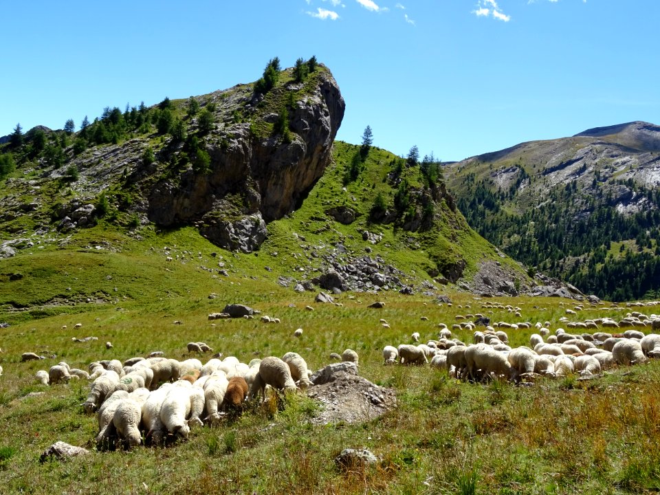 Troupeau de moutons sous le Peyron 