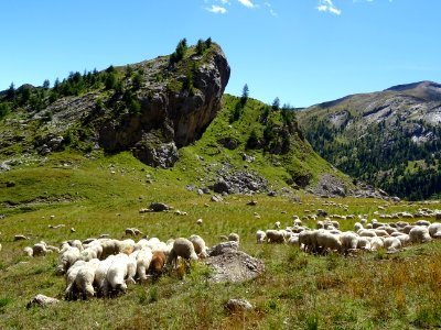 Troupeau de moutons sous le Peyron 