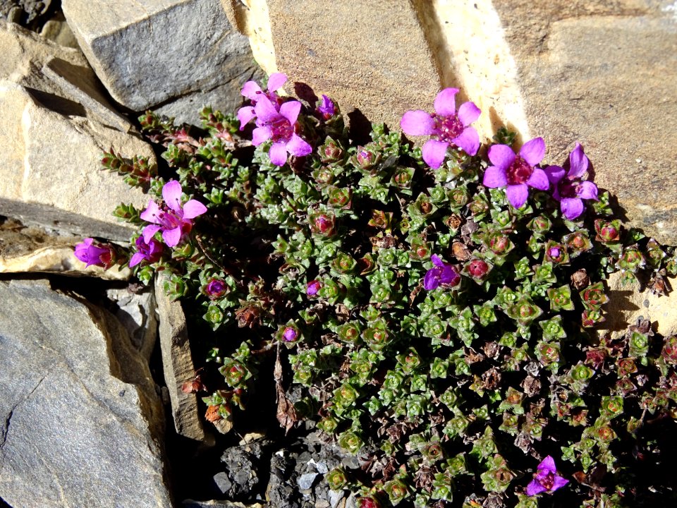 Saxifrage à feuilles opposées, Saxifraga oppositifolia, Sa… 