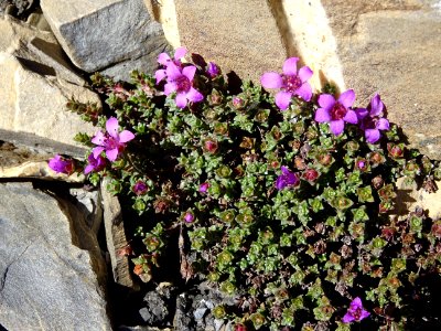 Saxifrage à feuilles opposées, Saxifraga oppositifolia, Sa… 
