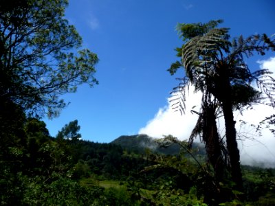Fougère arborescente, Cyathea sp. 