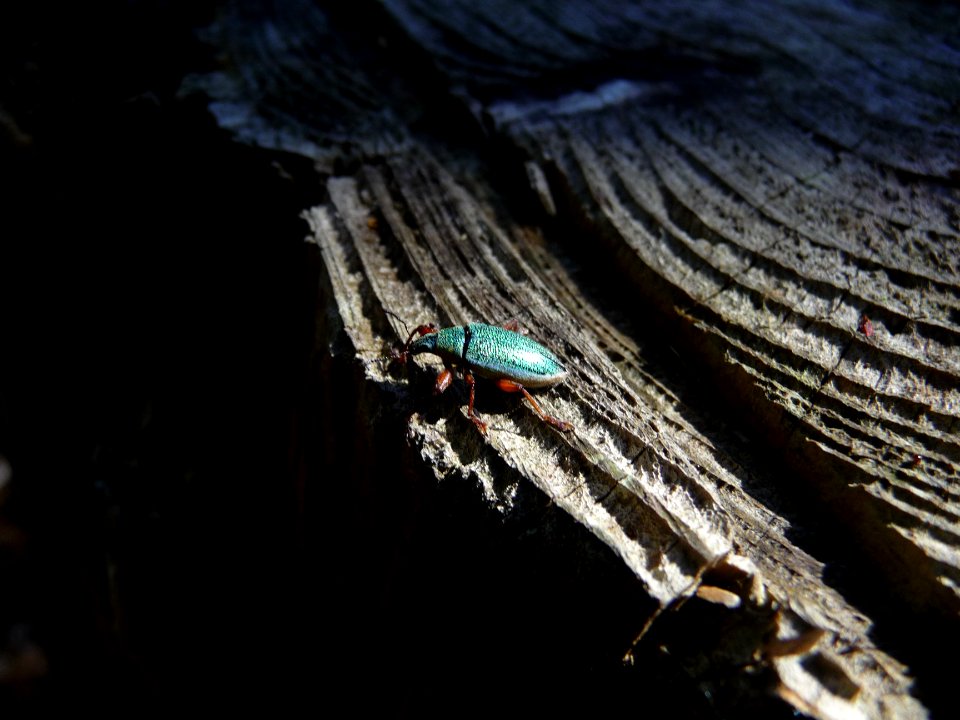 Un insecte aux reflets bleu turquoise : Cratopus somptuosu… 