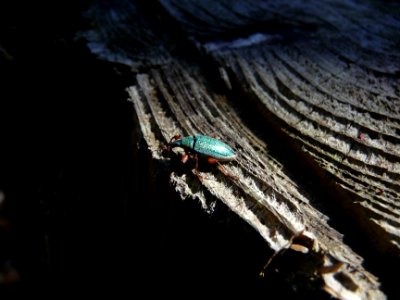 Un insecte aux reflets bleu turquoise : Cratopus somptuosu… 