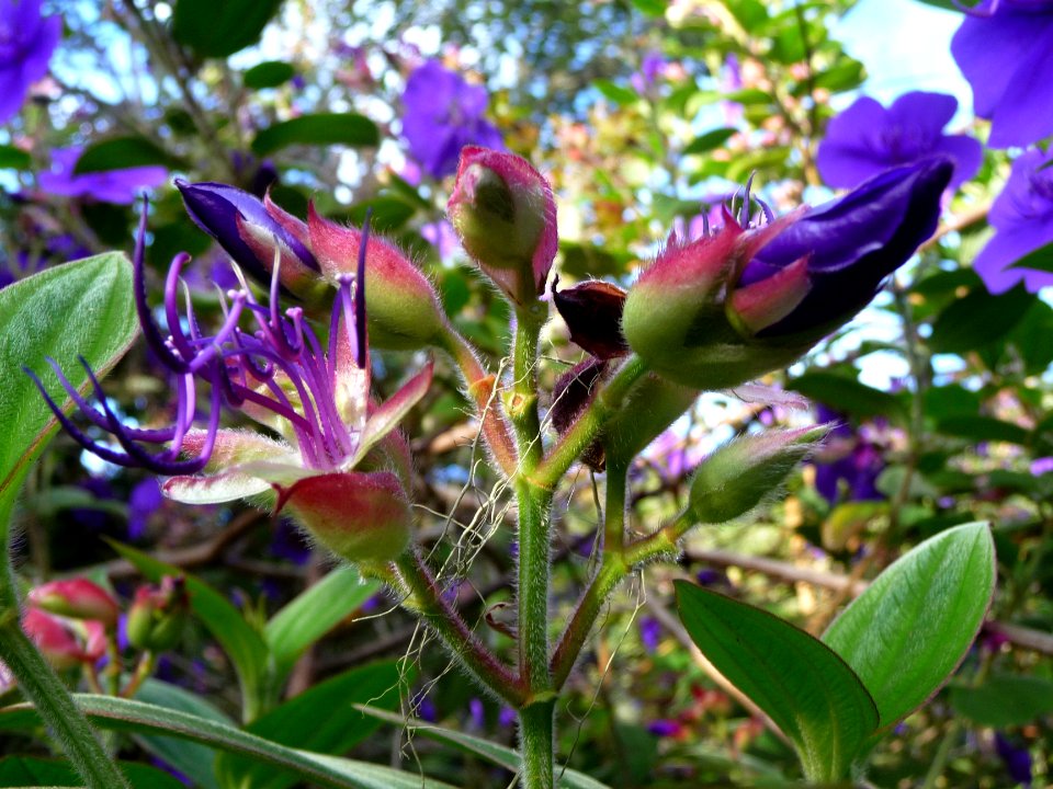 Lisandra, Tibouchine urvilleana, Melastomacées 