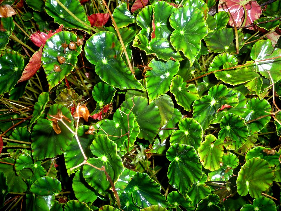 Une plante aux feuilles vernies et luisantes à identifier 