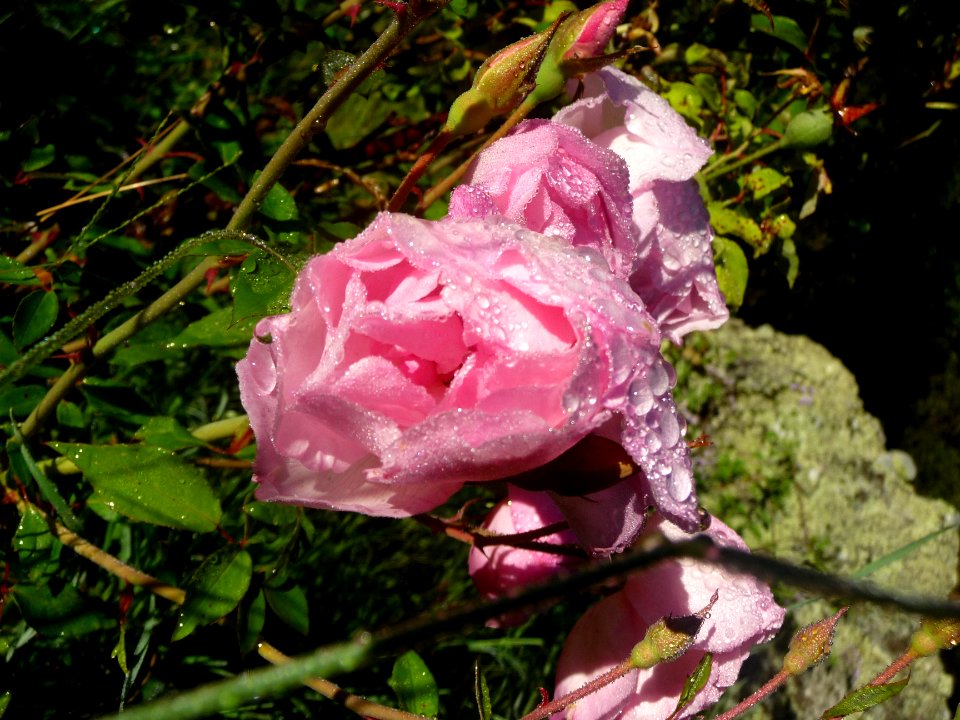 Gouttes de rosée sur une rose sauvage 