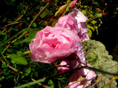 Gouttes de rosée sur une rose sauvage 