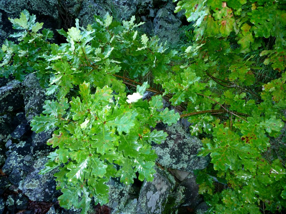 Feuilles de chêne 