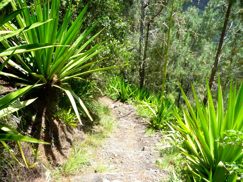 Choca vert, Furcraea foetida, Agavacées 