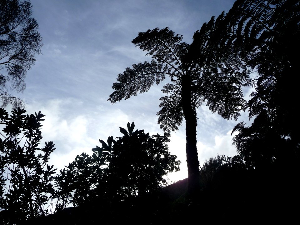 Silhouette de fougère arborescente 