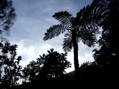 Silhouette de fougère arborescente 