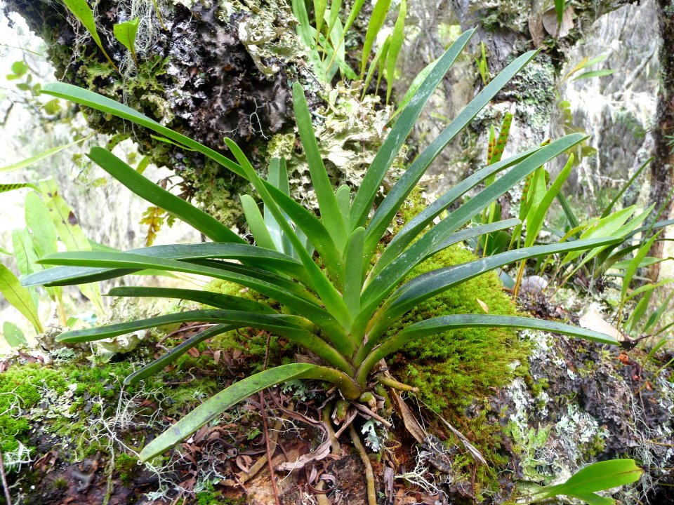 Sur le même tronc, orchidée, mousses et fougères 