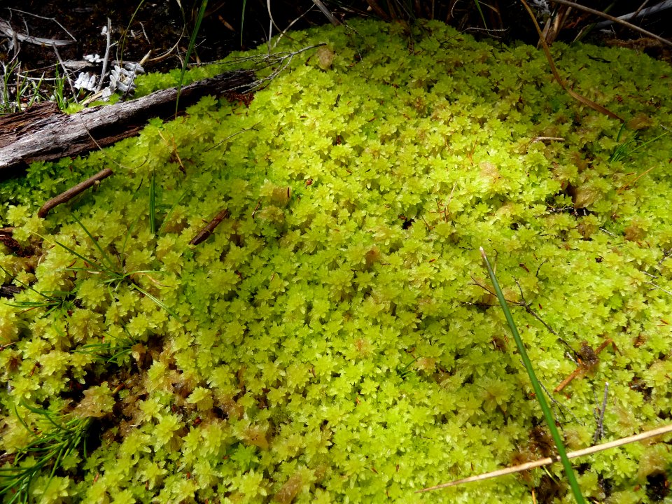 Des sphaignes de couleur jaune-vert 