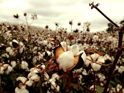 Cotton field tn