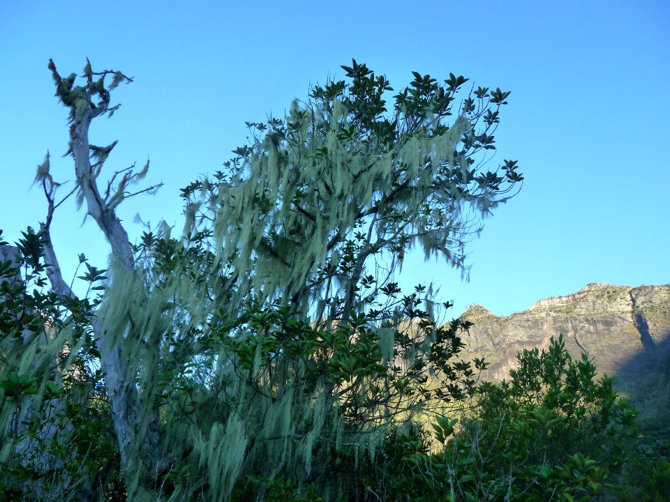 Barbe de Jupiter, Usnea barbata, Usneacées 