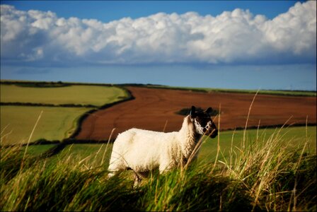 Sheep fields england photo